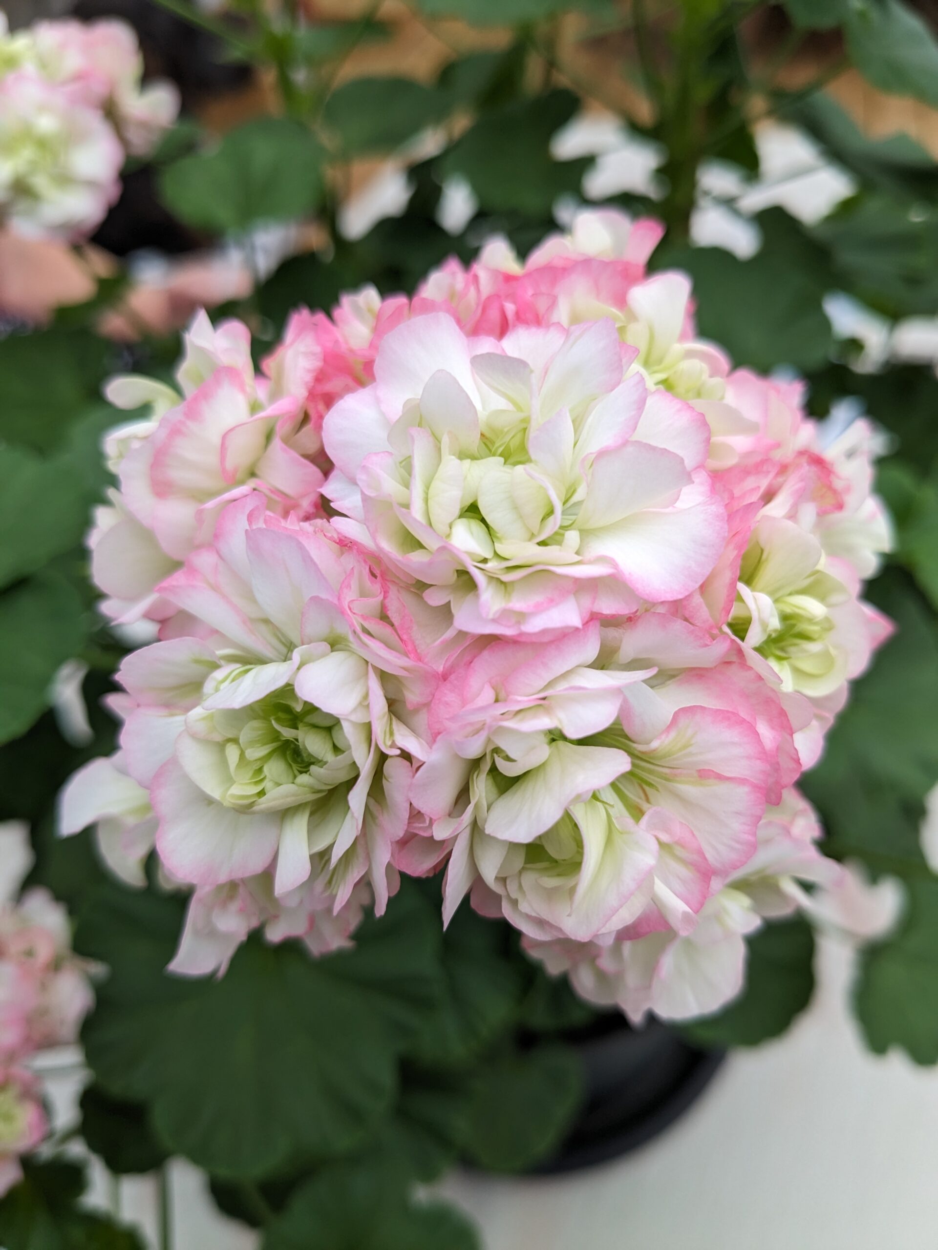 Karleby Handelsträdgård